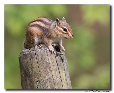Siberische grondeekhoorn - Siberian Chipmunk 20170502