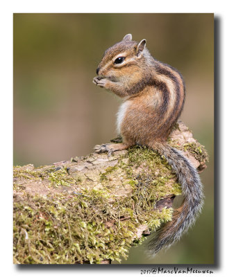 Siberische grondeekhoorn - Siberian Chipmunk 