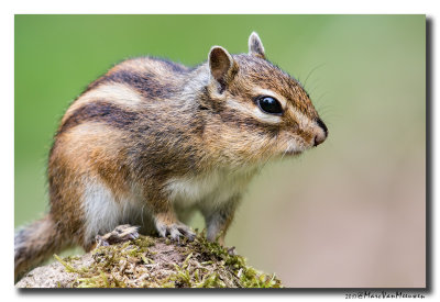 Siberische grondeekhoorn - Siberian Chipmunk 20170502