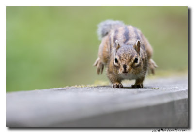 Siberische grondeekhoorn - Siberian Chipmunk 20170502