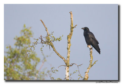Zwarte Kraai - Carrion Crow 2017