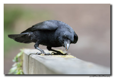 Zwarte Kraai - Carrion Crow 2017