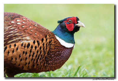 Fazant - Pheasant 20170502