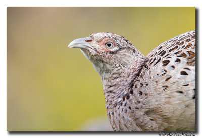 Fazant - Pheasant 20170502