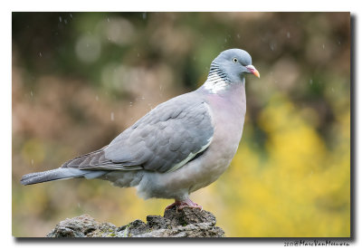 Houtduif - Wood Pigeon 20170502
