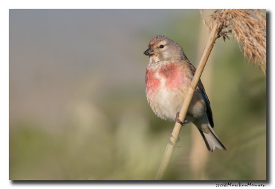 Kneu - Linnet 20170511