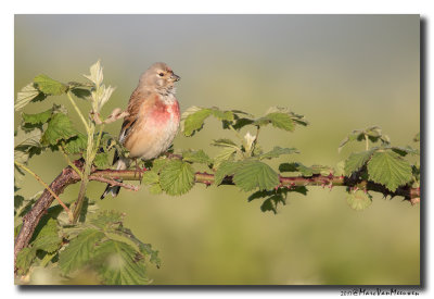 Kneu - Linnet 20170511