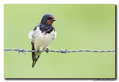 Boerenzwaluw - Barn Swallow 20170511