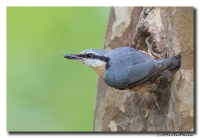 Boomklever - Nuthatch 20170508