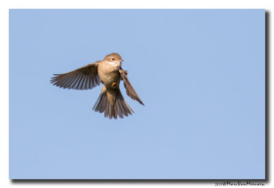 Grasmus - Whitethroat 20170511