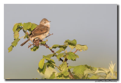 Grasmus - Whitethroat 20170511