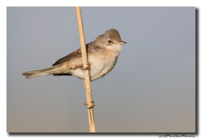 Grasmus - Whitethroat 