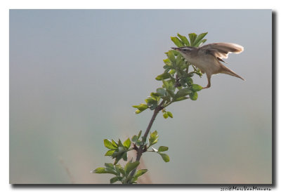 Rietzanger - Sedge Warbler 20170404