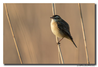 Rietzanger - Sedge Warbler 20170419