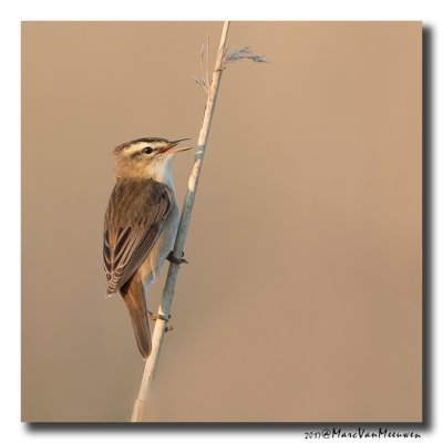Rietzanger - Sedge Warbler 20170511