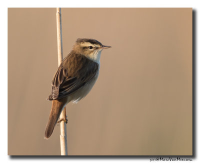 Rietzanger - Sedge Warbler 