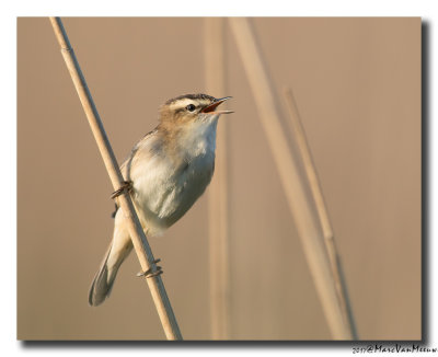 Rietzanger - Sedge Warbler 20170511