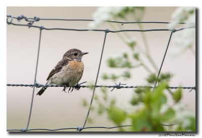 Roodborsttapuit - Stonechat 20170511