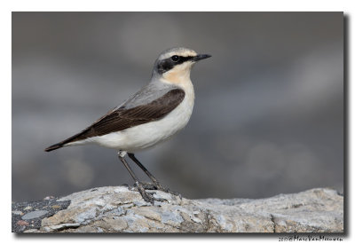 Tapuit - Northern Wheatear 20170511