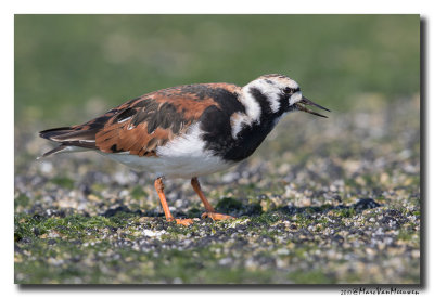 Steenloper - Ruddy Turnstone 20170511