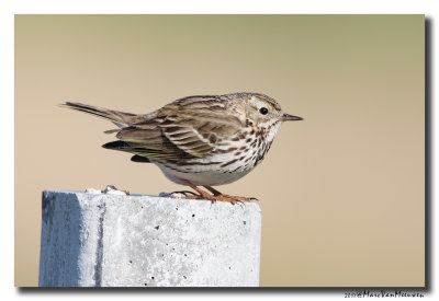 Graspieper - Meadow Pipit 20170511