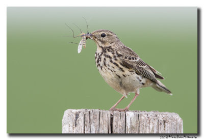Graspieper - Meadow Pipit 20170511