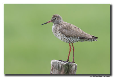 Tureluur - Redshank 20170511