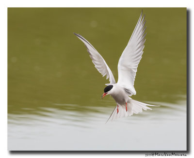 Visdief - Common Tern 20170511