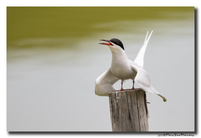 Visdief - Common Tern 20170511