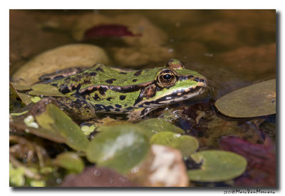 Groene-Kikker20170525