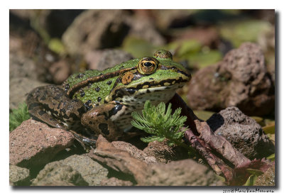Groene-Kikker20170525