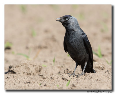Kauw - Western Jackdaw 20170526