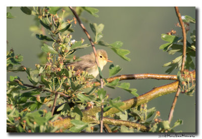 Spotvogel - Icterine Warbler 