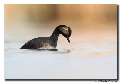 Geoorde Fuut - Black-necked Grebe 2017