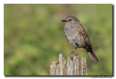 Heggenmus - Dunnock 20170526
