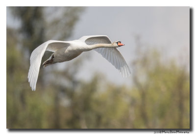 Knobbelzwaan - Mute Swan