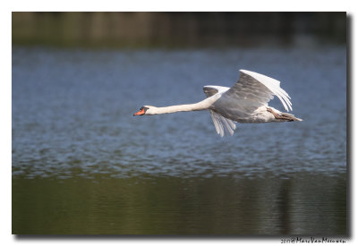 Knobbelzwaan - Mute Swan