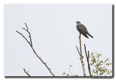 Koekoek - Cuckoo