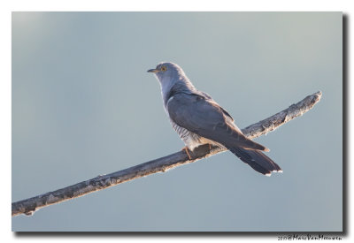 Koekoek - Cuckoo