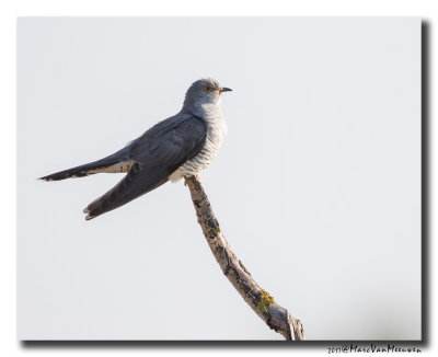 Koekoek - Cuckoo 