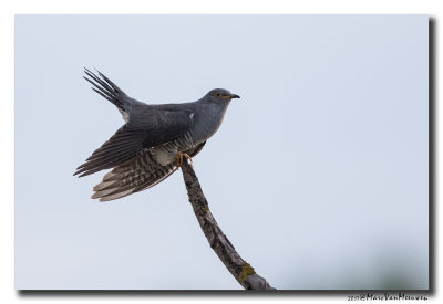 Koekoek - Cuckoo
