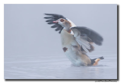 Nijlgans - Egyptian Goose 20170411