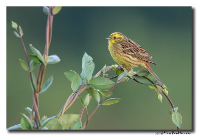 Geelgors - Yellowhammer 20170526