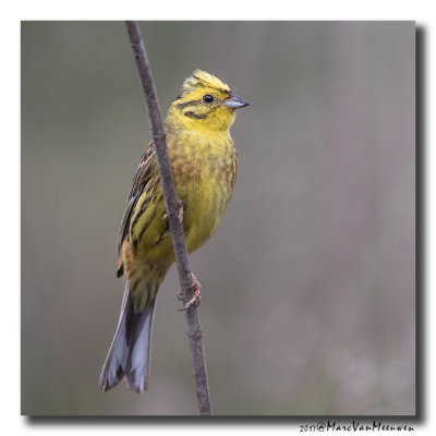 Geelgors - Yellowhammer 20170608