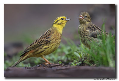 Geelgors - Yellowhammer 20170608