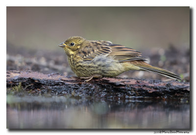 Geelgors - Yellowhammer 20170608