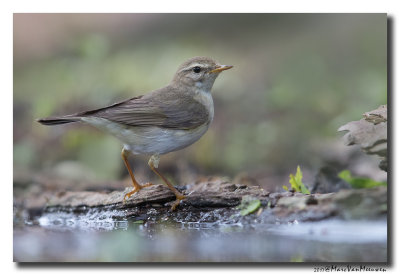 Fitis - Willow Warbler 20170608