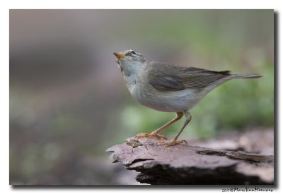 Fitis - Willow Warbler 20170608