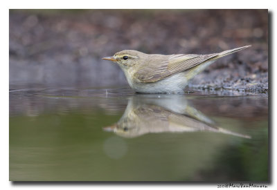 Fitis - Willow Warbler 20170607