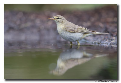 Fitis - Willow Warbler 20170607